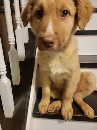 SAAP meet Annie (top) and Hughey (bottom)!!! They are 12 week old pups that  just came to SAAP yesterday. They are listed as husky mix. I think they  look more shepard to