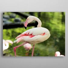 Pink Flamingo Metal Poster Naso Displate In 2020 Animal Wallpaper Nature Animals Flamingo Wallpaper