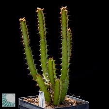 Image result for Euphorbia griseola