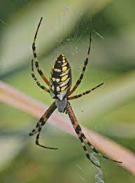 Annette alaniz guajardo of poteet, texas was in for a shock when she found a common garden spider dining on a bat. Argiope Aurantia Wikipedia