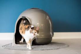 Litter boxesratingsprice modkat litter box kit9.9/10 check price catit jumbo hooded cat litter pan9.8/10 check price petsafe scoopfree9.7/10 check price petsafe simply clean9.6/10 check price cat genie9.8/10 check price nature's miracle disposable litterbox9.2/10 check price omega. 5 Best Litter Boxes For Senior Cats 2021 Guide Oliveknows