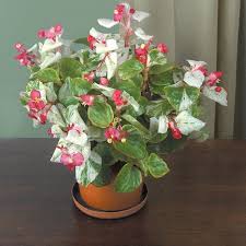 Keep the soil moist, but not soggy. Begonia Calla Lily Begonia Fibrous Hybrid