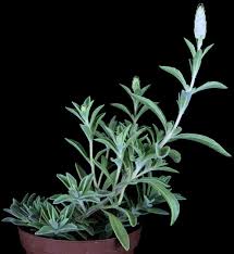 Image result for Plectranthus guruensis