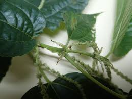 Image result for Boehmeria macrophylla