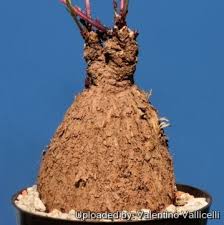 Image result for Dolichopentas