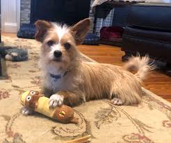 Many think that cats only wag their tails when they're angry, but is that actually the case? Quinn Wagging Tails Dog Rescue Ny