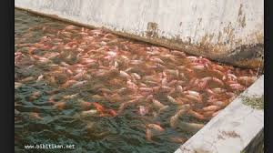 We did not find results for: Cara Membuat Kolam Ikan Nila Dari Dasar