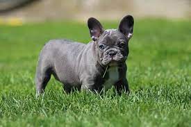 French bulldogs, or the cute frenchies, as they are lovingly called by most dog lovers, are rising in popularity because of their quirky appearance and their docile nature. What Is A Blue French Bulldog And How To Care For Them Ethical Frenchie
