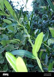 Image result for Secamone