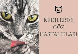 Kedilerde Goz Hastaliklari Genel Bilgiler Ve Tedavi Yontemleri Evcil Hayvan Pets Pets And Animals Dogs Cats Love Hayvan Baki 2020 Kedi Evcil Hayvanlar Hayvan