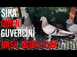 Sert Taklali Guvercin Nasil Ucurulmali Youtube
