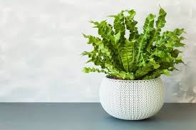 Image result for sleziník Asplenium