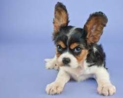 Aggressive Puppy Warning Signs Snarling Growling Snapping And Lunging Aggressive Dog Puppies Training Your Dog