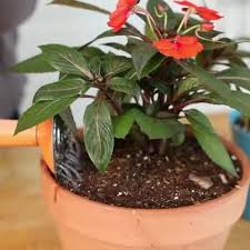 How to keep flowers alive indoors. How To Keep Impatiens Alive Indoors Through The Winter Ehow Impatiens Flowers Bedding Plants Flowers