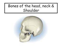 There are five major shoulder bones. Bones Of The Head Neck Shoulder Ppt Video Online Download