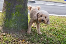Dog Bladder Infection 7 Tips To Help Your Pup Care Com