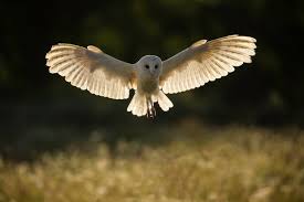 14 Amazing Barn Owl Facts Barn Owl Images Discover Wildlife