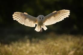 14 amazing barn owl facts barn owl images discover wildlife