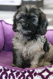 Black And White Cocker Spaniel Poodle Mix Elizabeth Taylor Dog Life Puppies Cockapoo Puppies