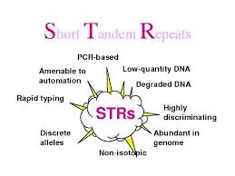 Short Tandem Repeat Str Profile Cell Line Analysis Dna