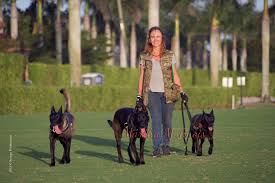 Check spelling or type a new query. Dark Malinois