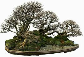 Pin Von Bagus Wijaya Auf Bonsai Insp2 Landschaftsgestaltung Landschaft Wald
