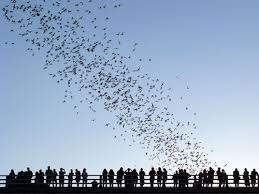 Austin Bats Places To Visit Buffalo Bayou Park Famous Places