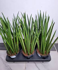 Image result for Sansevieria pedicellata