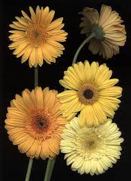 On The Bright Side Zsazsa Bellagio Like No Other Plant Images Gerbera Daisy Beautiful Flowers