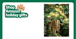 Image result for Albizia lebbeck