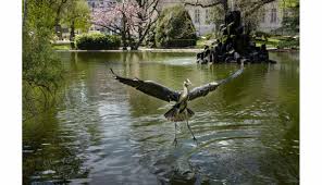 This category contains only the following file. Haute Loire Le Heron Cendre A L Origine D Un Carnage Au Jardin Henri Vinay