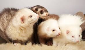 One of the most common questions that people in the market for a ferret ask is: Here Is Why Ferrets Are Illegal In California Thepetsavvy Com