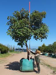 Image result for Erythrina abyssinica