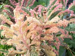 Maybe you would like to learn more about one of these? Photo Of The Bloom Of Pink Mother Of Thousands Kalanchoe Pink Butterflies Posted By Rhapsody616 Garden Org