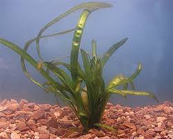Image result for Vallisneria