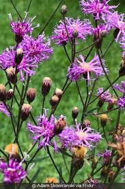 Image result for Vernonia brachycalyx