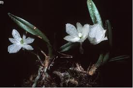 Image result for Ypsilopus