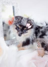 Pomeranian puppy purebred asking $1800 mom is a pure bred 5lbs dad is a 6lbs akc will come with vaccination and dewormed no papers for mo. Blue Merle Pomeranian Breeders Scobo In