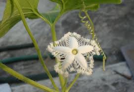 Organic Micro Farm And Vegetable Terrace Garden Snake Gourd Padavalam Mist flower corollas are commonly found near the surfaces of water as ice flowers. snake gourd padavalam