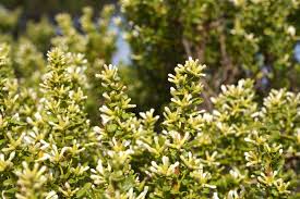 Image result for Microcharis