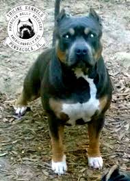 Tricolor In The American Bully Triline Kennels