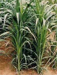 Image result for Cleistachne sorghoides