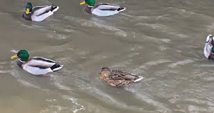 Die weit verbreitete und leicht zu erkennende schwimmente. Mii Quartier Von Enten Menschen Und Fruhlingsgefuhlen