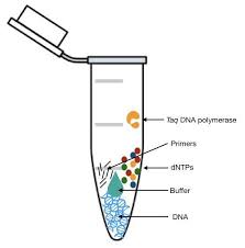 Pcr Recipe Dntps Pcr Buffer Primer Dna And Taq Pol Teaching Biology Medical Laboratory Scientist Medical Laboratory Science