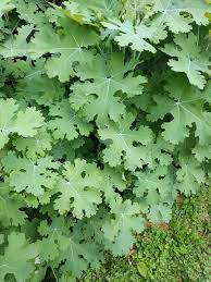 Image result for Macleaya cordata