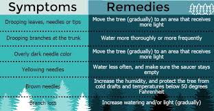 We did not find results for: How To Take Care Of Norfolk Island Pines