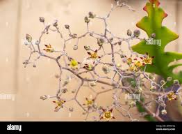 Image result for Polycarpaea eriantha