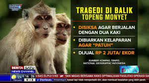 Unfortunately, topeng monyet have only been banned in jakarta and the practice continues in other parts of the country, including bandung. Fakta Data Sarimin Tak Lagi Pergi Ke Pasar Youtube