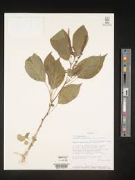 Image result for Hilleria latifolia