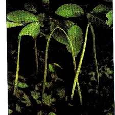 Image result for Holarrhena floribunda